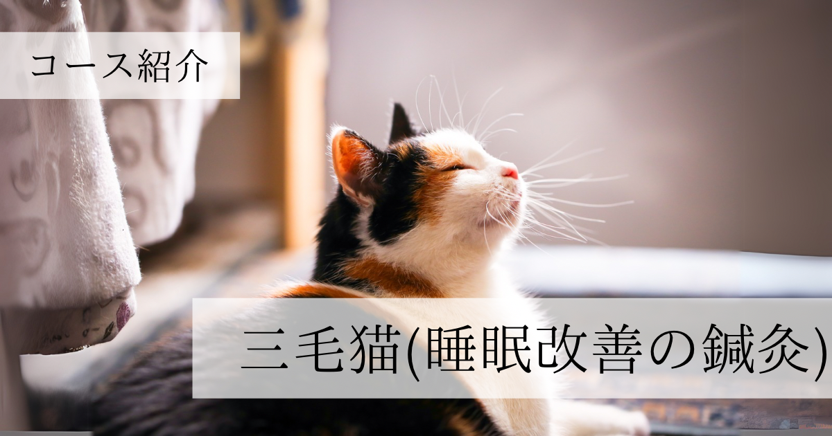三毛猫が眠そうにしている様子